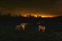 2 - Sleeping Cows_f3